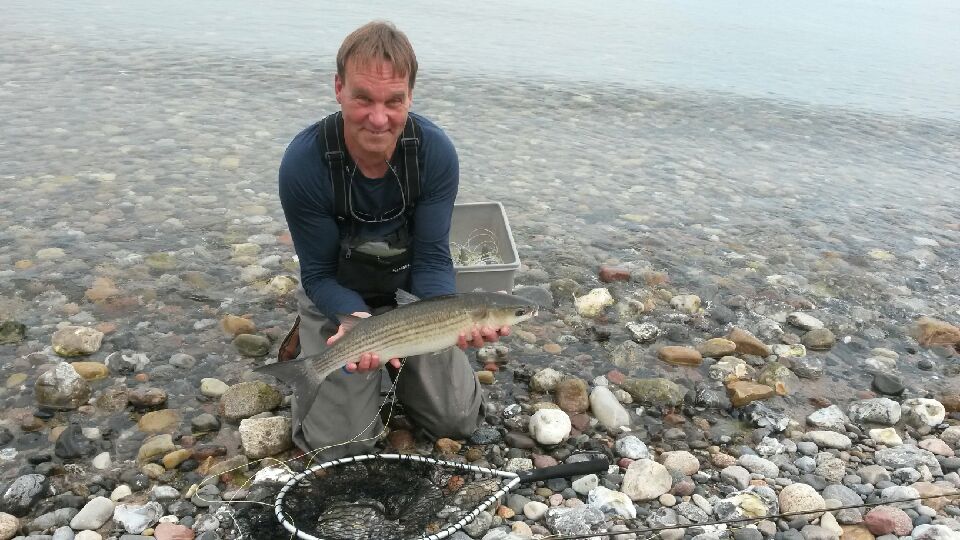 Meeräsche 64 cm