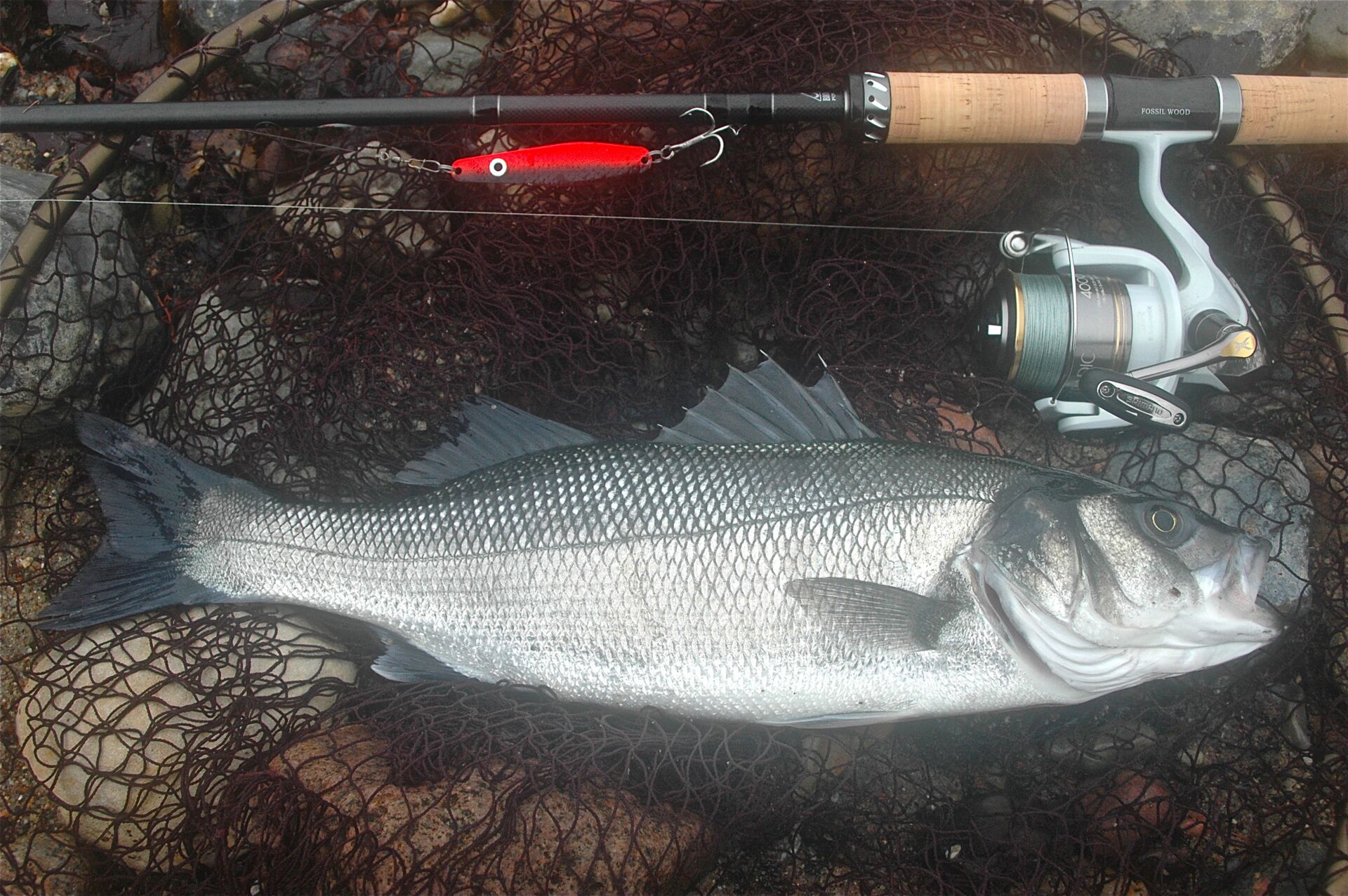 Wolfsbarsch 48 cm
