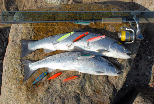 Meerforellen Fischen