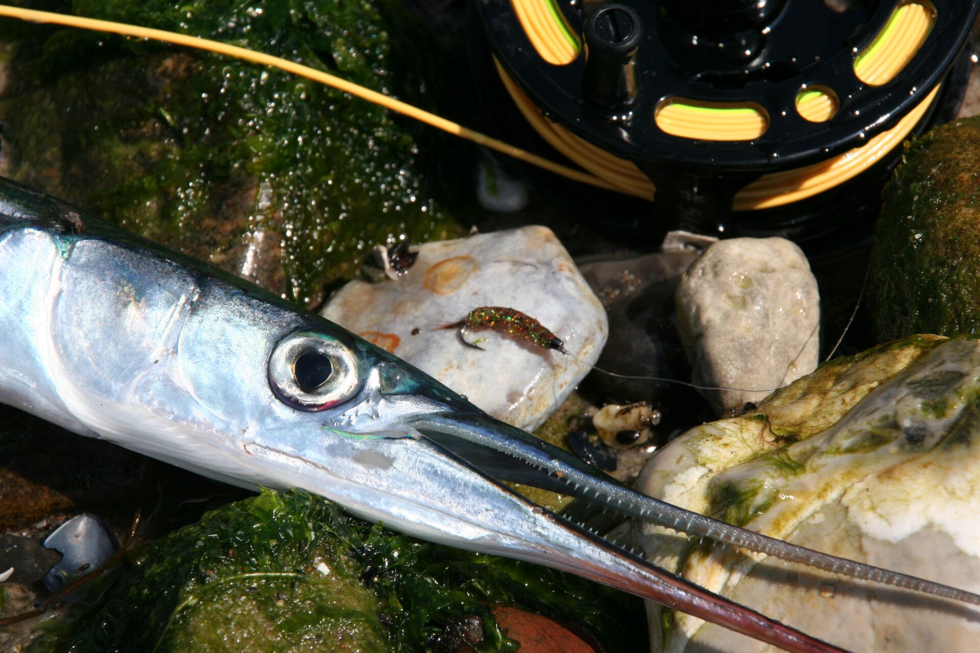 Fliegenfischen Hornhecht mit der Fliege