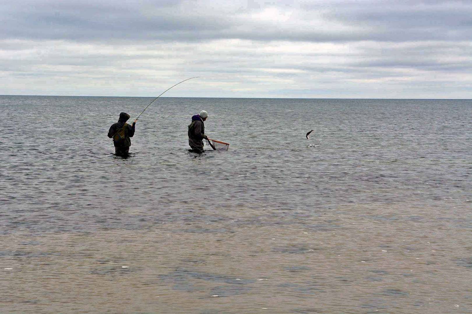 Fliegenfischen in der Ostsee – Warum immer nur auf Meerforelle?